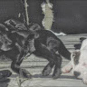 Meet your Posher, Pat